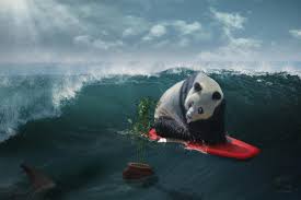 surfing panda